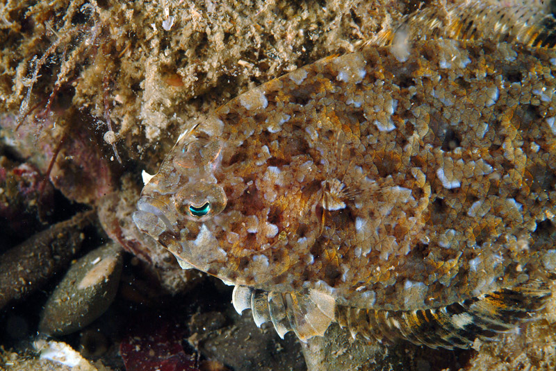 Pesce da determinare (Arnoglossus sp.)